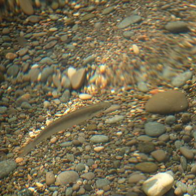 Прикрепленное изображение: fish_0038.jpg